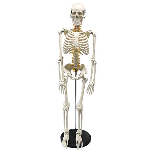Modèle pédagogique de squelette humain 85 cm pour démonstration médicale