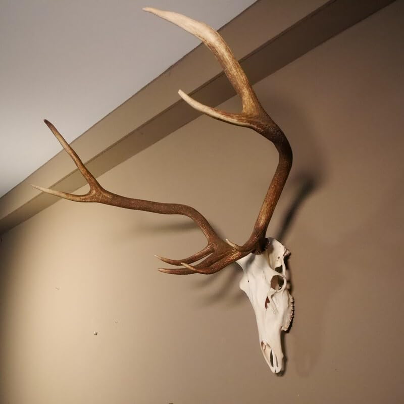 GTK - Geweihe & Trophäen KRUMHOLZ 8 Ender Rothirsch Geweih mit ganzer Nase und ganzem Oberkiefer Höhe 117 cm Hirschgeweih Hirsch #70.841