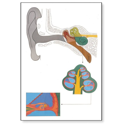 3B Scientific V2010M The Ear Anatomical Wall Chart, Mounted, Wooden Rods, Oversize Poster, 33.1" Width x 46.5" Height