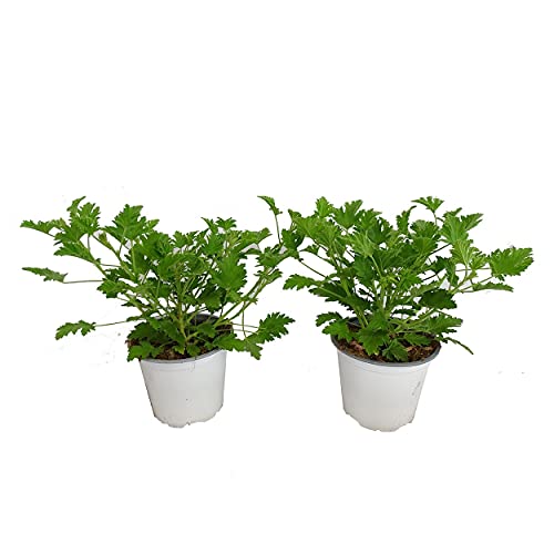 Geranio Antimosquitos Pack de 2 Geranio Limón Plantas Repelentes de Mosquitos Geranio Citronela