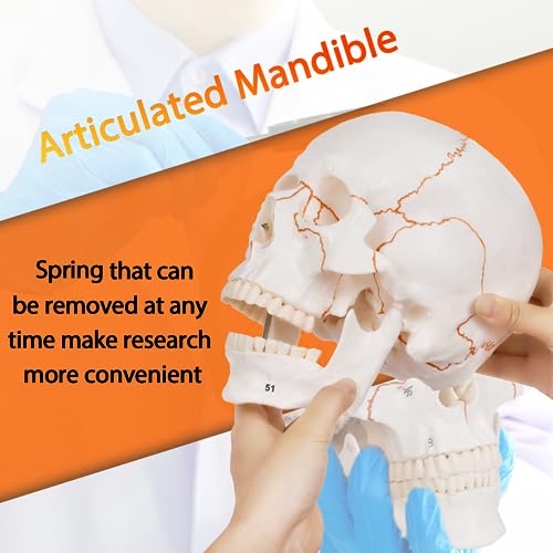 Image of breesky Anatomy Skull Model of Medical: 3-Parts Numbered Removable Anatomical Skull Model - Mini Human Skull Anatomical Model for Medical Research.
