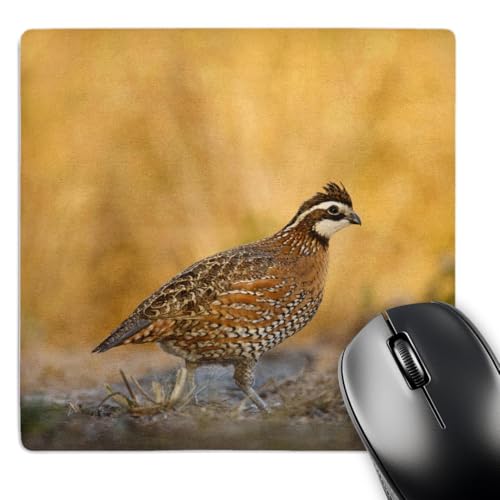 Northern Bobwhite Quail Bird, Male Walking - US44 LDI0537 - Mouse Pad, 8 by 8 inches (mp_146674_1)