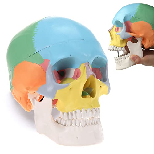 Image of LYOU Human Skull Model for Learning (Colored Skull)
