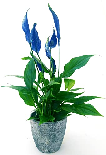 POWERS TO FLOWERS - SPATIFILLO MULTIFLORA COLOR LIFE BLU IN VASO CERAMICA ANTRACITE 12cm, altezza 30CM, Pianta Vera