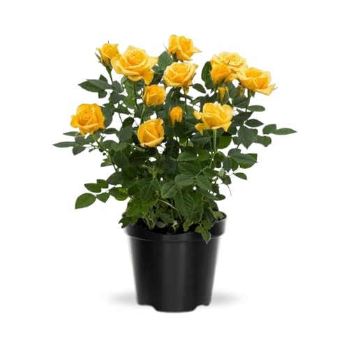Miniature Rose Plant Live 3.5 Potted Rose Compact Colorful Flowering Rose Bush for Indoor Outdoor Gardens (Yellow)