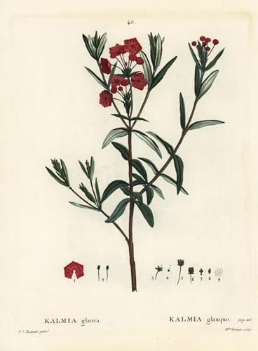 Toile Murale Tableau d'Art Kalmia Polifolia Impression Haute Définition Pierre Redouté