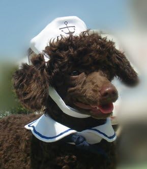 dog sailor hat