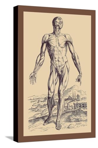 ART.COM Stretched Canvas Print The Second Plate of the Muscles by Andreas Vesalius, 12