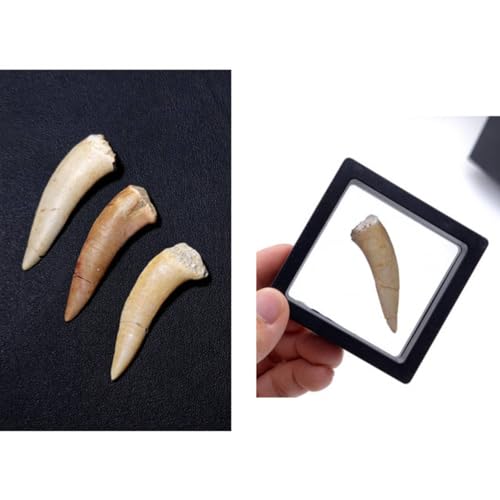 Image of Moroccan Marine Spear Toothed Fish Teeth, Shark Teeth Fossils, paleontological Fossils, Geological Science Popularization Teaching specimens(with Box)