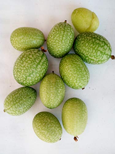 CUCAMELON 10 Graines Cornichon Mini Salades Mexicaines Apéritif Melothria Scabra