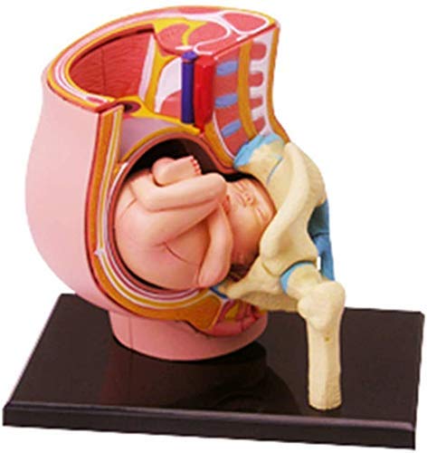 ERNZI Modelli di Materiale Educativo, Modello Educativo Modello Anatomico Organo Umano di Gravidanza - Modello Anatomico Umano