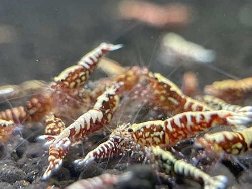 TM 20 RED Galaxy SHRIMPSTaiwanese Bee Live Freshwater Shrimps for Aquarium. Juveniles Shrimps Size 1/2-1inch. Live Arrival Guarantee.