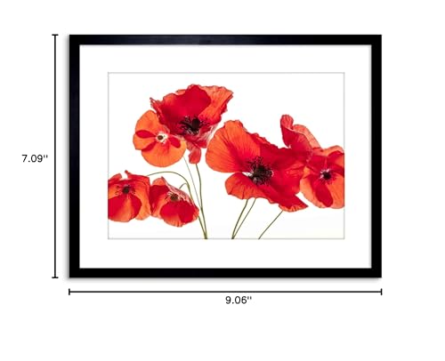 The Art Stop F97X5428_BLACK Photo Nature Flower Poppy Heads Red Petals Framed Print F97X5428 thumb #4