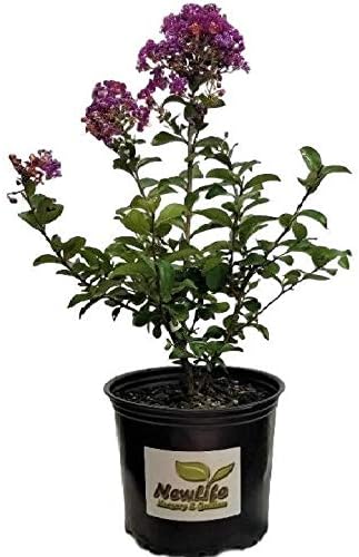 Miniatura 3 de First Editions Purple Magic Dwarf Crape Myrtle - Planta viva - Maceta de galón completo