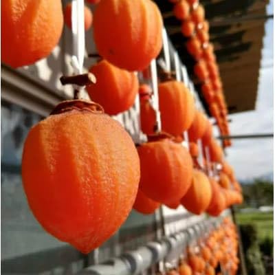 (幕府献上品)500年の伝統『幻の甲州霜降り柿』 最大糖度50度オーバー2025年12月下旬より発送