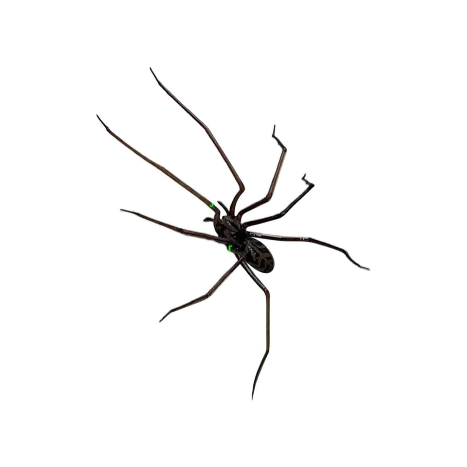 Spider Fridge Magnet Realistic Designs, Cute Decorations, Removable Indoor/Outdoor Magnet (1)