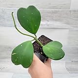 Hoya kerrii – Sweetheart Hoya (Valentine Hoya) | 4″ Fully Rooted Live Indoor Houseplant | Rare Heart-Shaped Leaf Wax Plant | Easy-Care Succulent Gift Plant for Home or Office