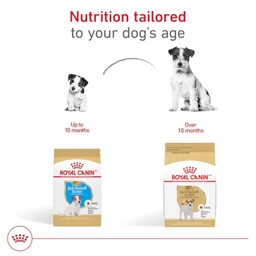 Royal Canin Breed Health Nutrition Jack Russell Terrier Puppy Dry Dog Food, 3 lb Bag - Thumbnail 4