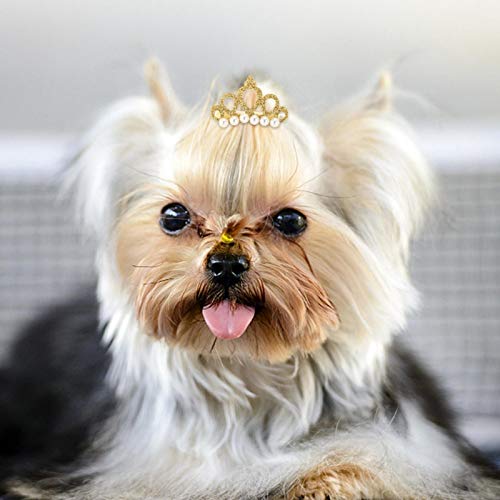 BHDD Forcina per Cani, forcina per Animali