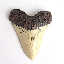 5.5 Inch Megalodon Carcharodon megalodon tooth, Ivory Color with SerrationsReplica