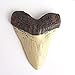 5.5 Inch Megalodon (Carcharodon megalodon) tooth, Ivory Color with Serrations(Replica)