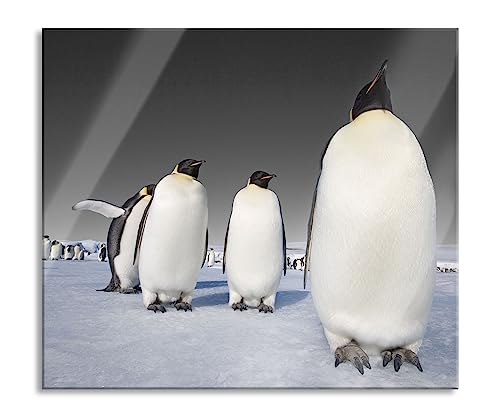 Kaiserpiguine en Antarctique Plaque de recouvrement de cuisinière et protection anti-éclaboussures en verre véritable | Pour plaques de cuisson | 60 x 52 cm