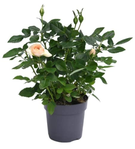 Rose Classic Miniature House Plant-Houseplant Plants Easy to Grow
