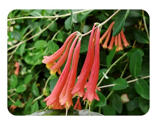 Coral Honeysuckle - Lonceria sempervirens - Live Plant - Non-Invasive Native Species - No Fragrance - Orange Pink Flower - Emerald Goddess Gardens - Starter Sz 4 Inch Pot