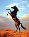 Wild Black Stallion Horse Rearing Animal Wall Decor Art Print Poster (16x20)