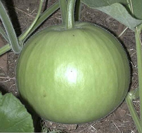 Round Bottle Gourd/Lauki Ghiya Gol Hybrid | Organic Seeds | Home Garden seeds + Organic Manure + Pot Irrigation Drip system-image-9