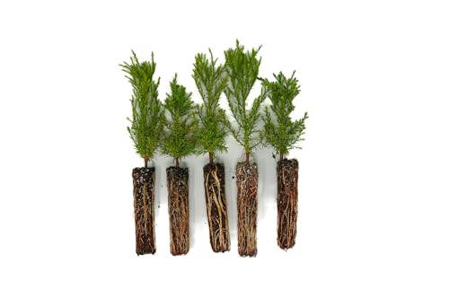 Giant Sequoia- 5-Pack Small Sapling