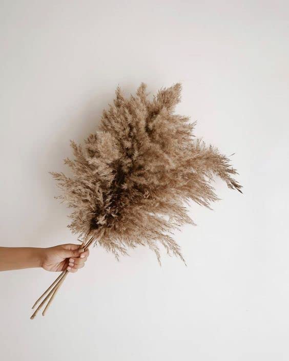 Vanchai Natural Dried Brown Pampas Grass, Tall Dried Pampas Grass Fluffy Stems, Vase Filler for Home,Office,Bedroom,Table Corner Decoration ? Set of 6-image-28