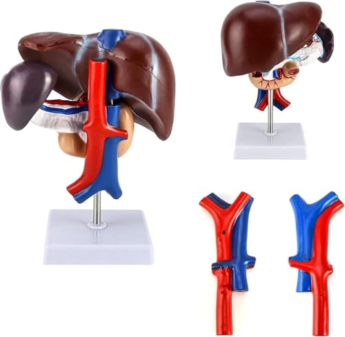 Human Liver Anatomy Model, Life-Size Human Pancreas Pathology Model Liver Anatomy Model, Suitable for Educational Human Model Classroom Research Display School Supplies