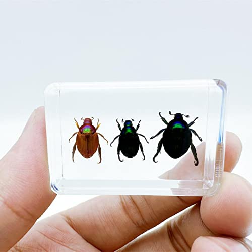 Image of Various Cute Resin Insects, Insect Specimens，Resin Preservation, Resin Amber for Children's Science Education, Collection (Three Little Beetles)