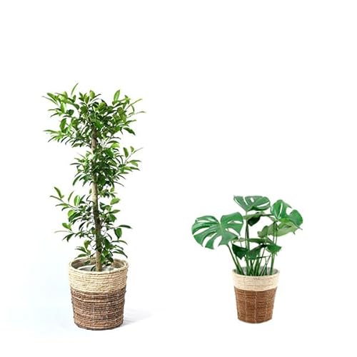 観葉植物 8号 ガジュマル」の人気商品一覧 | 安い商品を通販サイトから