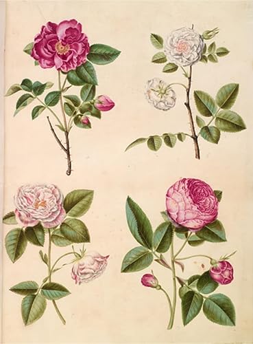 Pintura mural decorativa sobre lienzo con láminas botánicas vintage de rosas para dormitorio