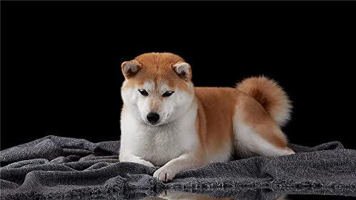 Peinture par numéros Shiba Inu znwrr 50x60cm pour adulte
