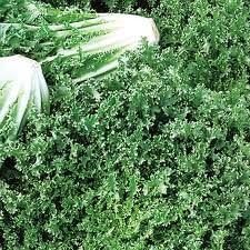 Endive Salad King Great Heirloom Vegetable by Seed Kingdom (1 Lb Seeds)