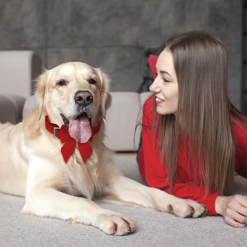 Asvin Samt-Hundehalsband – Verstellbare Hundefliege, Metall-Schnellverschluss – Für alle Hundegrößen extra robust