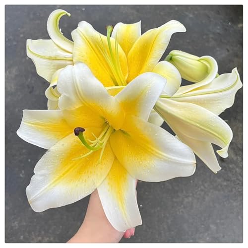 Bulbos de lirio oriental El misterioso lirio que florece año tras año. Deliciosa decoración floral perenne sorpresa-2bulbos-A