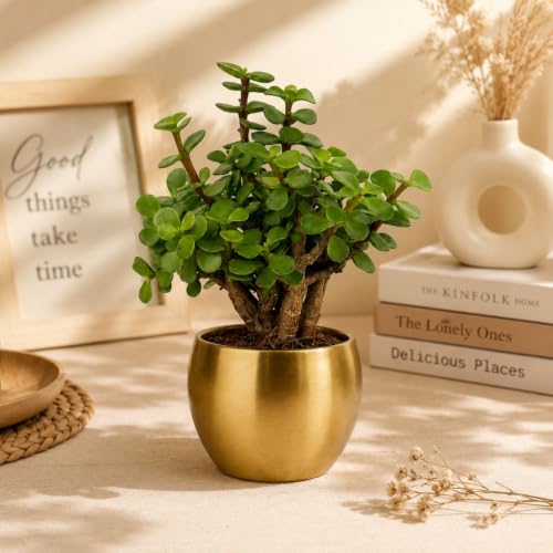Image of Half Engineer Jade Plant In Gold Tone Metal Pot 3 X 3 Inch Pot Included with Rakhi |Rakshabandhan Gift For Brother Bro Bhai (Rakhi Gift Set 3)