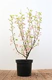 Ribes sanguineum 'King Edward VII' 40-60 cm - Blutjohannisbeere, rote Blüten, Blütezeit April-Mai, bienenfreundlich, ideal für Hecken, pflegeleicht