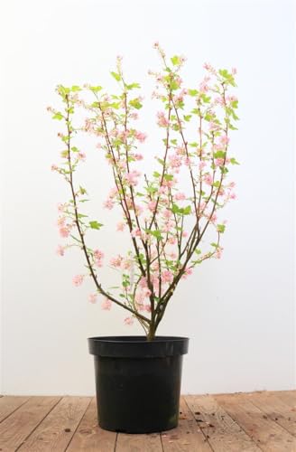 Ribes sanguineum 'King Edward VII' 40-60 cm – Winterhart, Mehrjährig, Pflegeleicht – Blutjohannisbeere – Heckenpflanze für Garten & Sichtschutz
