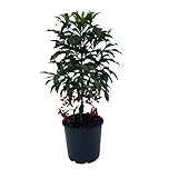 Ardisia Natural un Arbusto de Interior con Bayas Rojas para Alegrar tu Espacio