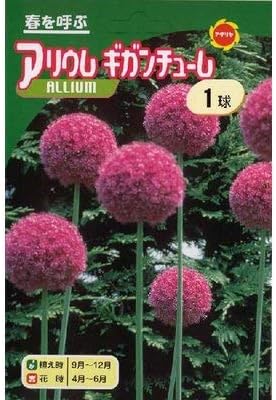 Amazon 秋植え球根 アリウム ギガンチューム 球根