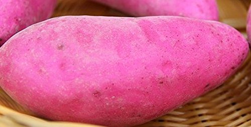 Amazon.co.jp: 【VEERLIVE】 さつまいも 食品模型 食品サンプル 10個