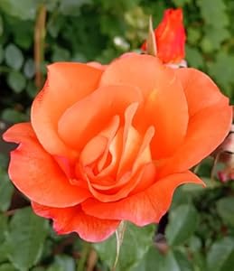 Rosen Strauchrose Westerland 7 Liter Topf