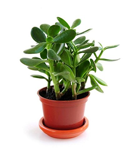 Plants Point India Succulents Crassula Ovata, Jade Plant Live Plant (B081P8BSPH) Amazon Price History, Amazon Price Tracker