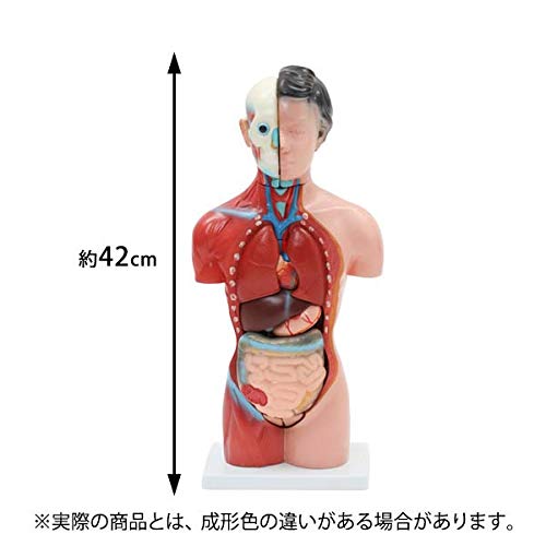 人体模型 女性器官 Amazon.co.jp: 女性内臓模型 (15パーツ) 42cm [ 人体模型 内臓