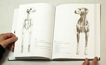 Hardcover GRAND COURS D'ANATOMIE ARTISTIQUE : L'ANIMAL - LES BASES DE L'ART PRATIQUE [French] Book